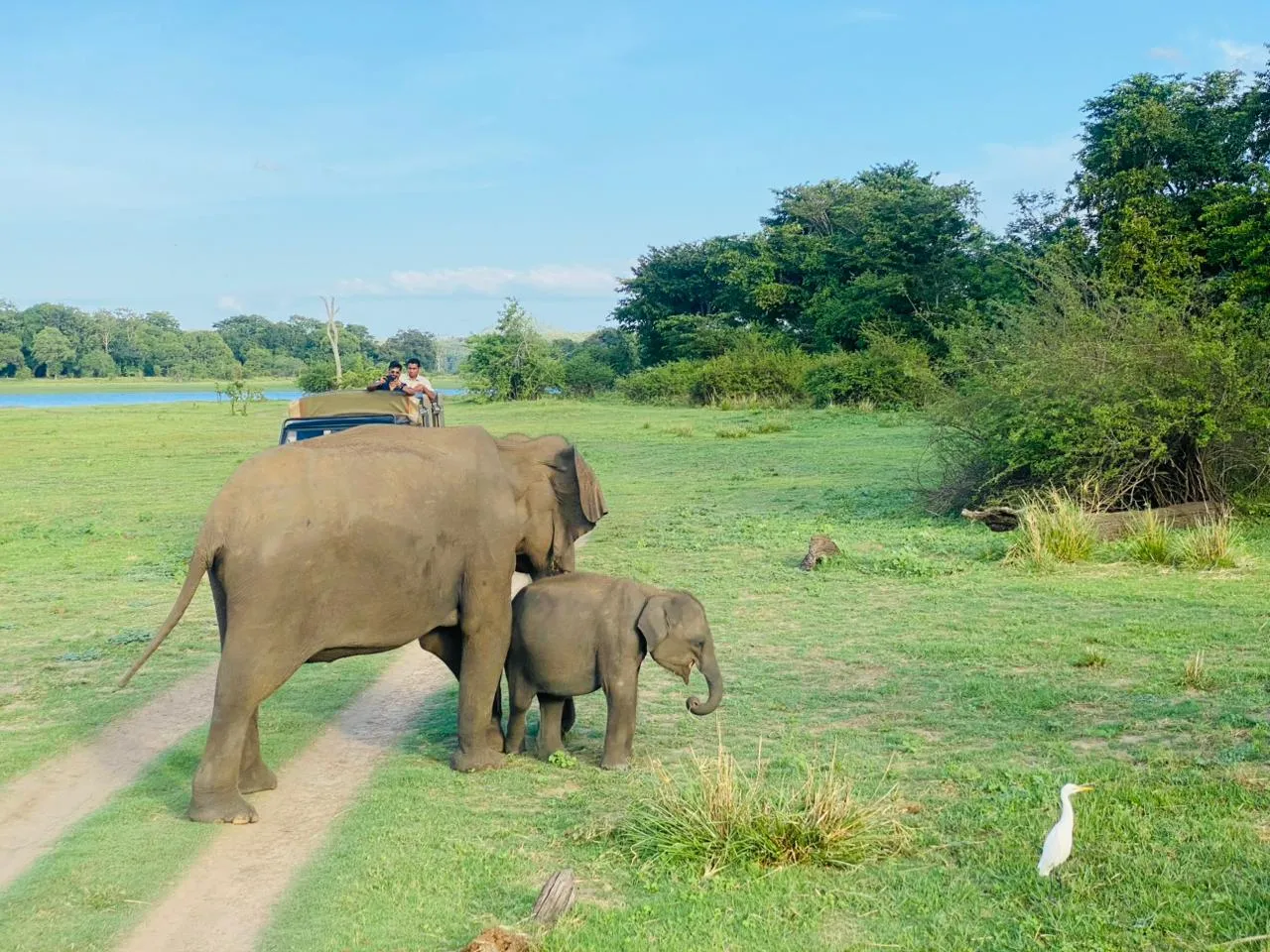 elephant