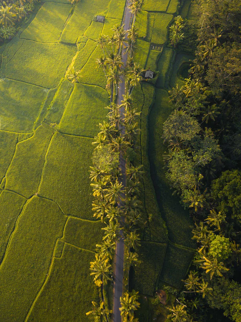 fields