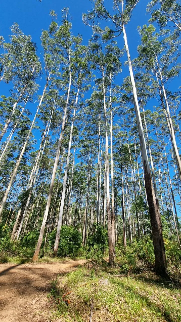 Forest in Sri Lanka