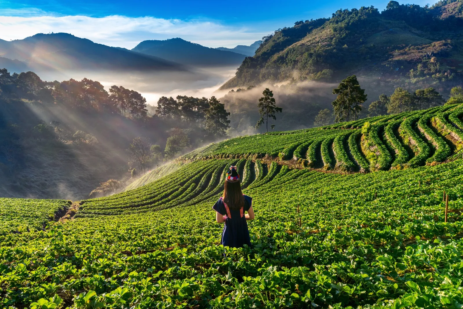 tea mountain 2