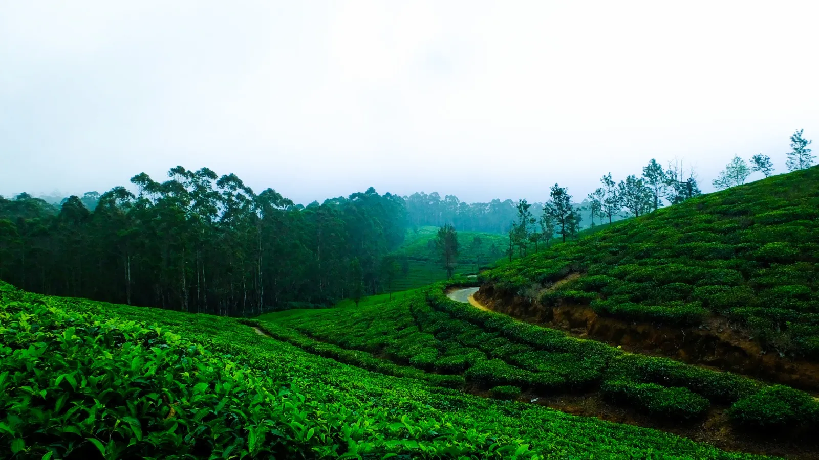 tea mountain