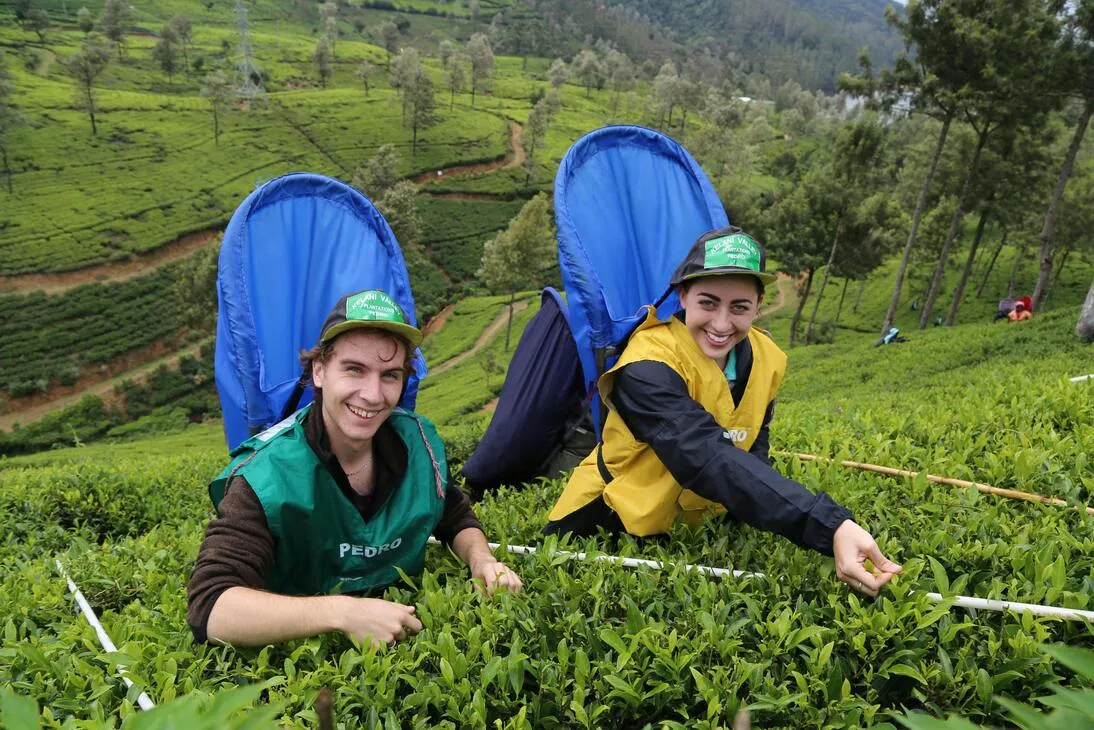 tea