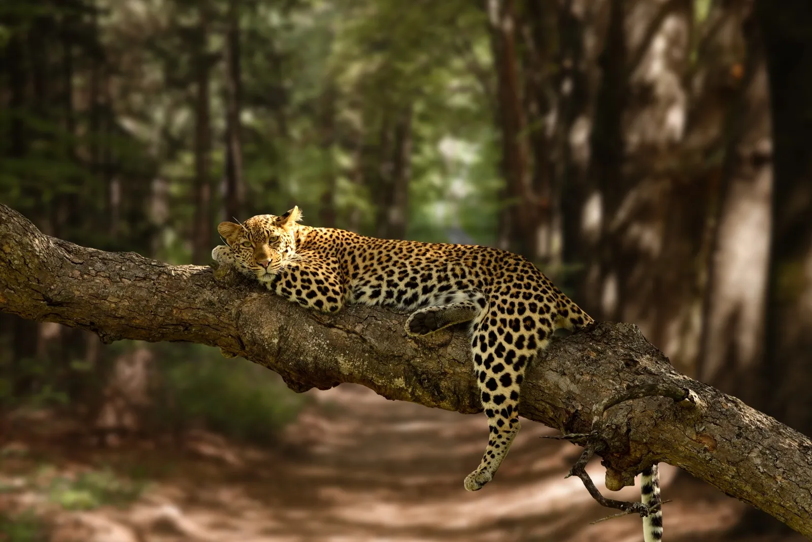 Sri Lankan Leopard in Yala