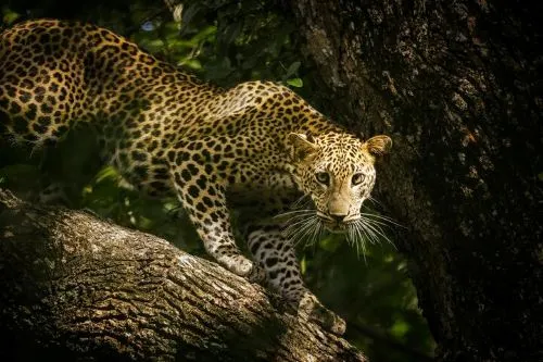 tiger